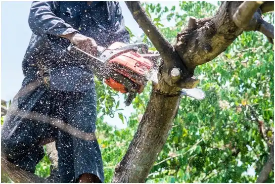 tree services Thunderbird Bay